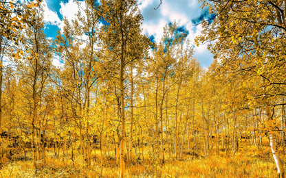 Mystic Trees | Aspen