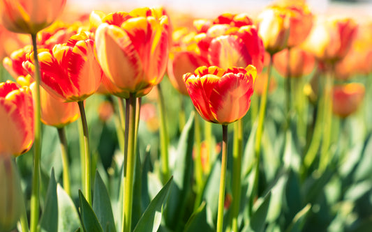 Petals of Happiness | Tulips