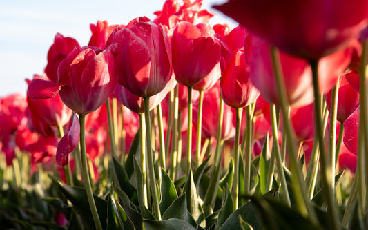 Petals of Happiness II | Tulips