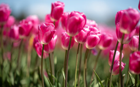 Petals of Happiness III | Tulips