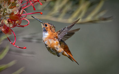 Swift & Graceful | Hummingbirds