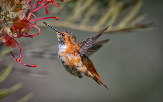 Swift & Graceful | Hummingbirds