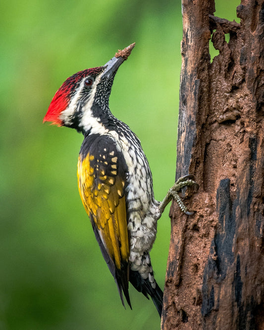 Nature's Carpenters | WoodPecker Indian Forests