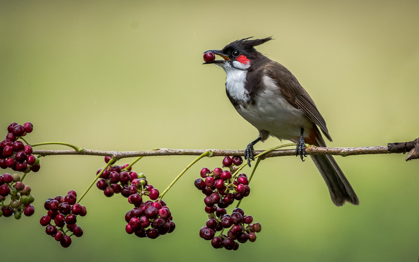 Snack Time | Birds of Indian Forests